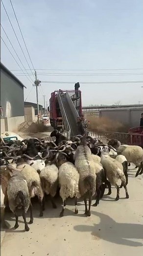 How to Move a Sheep Herd Easily (Pro Tips!)