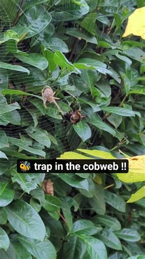 Helpless Bumble Bee trap in the cobweb ‼️