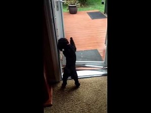 19 Life Lessons People Should Learn From Dogs