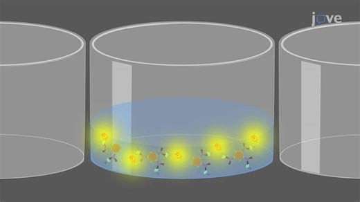 Video: Bioreporter Assay: A Sensitive Technique using a Bioluminescent Reporter System to Detect SARS-CoV-2 Antibodies - Experiment