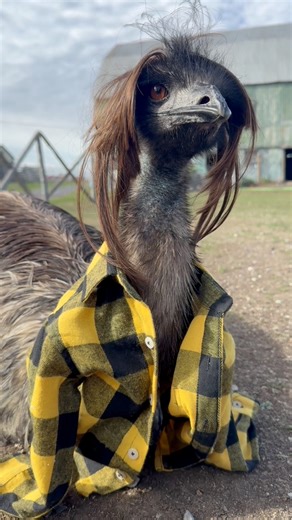 1M views · 50K reactions | Stanley understood the assignment | Useless Farm | Facebook