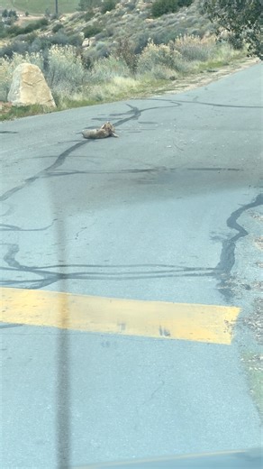 Kern River’s Edge Campground Retreat on Instagram: "Special moment today as I drove down my road. Two bobcats going toe-to-toe! They went at it for about 20 mins. The one was finally allowed to get up and walked into off into the road culvert. I’m sure to rest and recover. Wild Kingdom, Kernville-style. Always something special to see. #kernriversedgecampground #kernriversedge #leavenotrace #getoutside #nature Enjoy!"