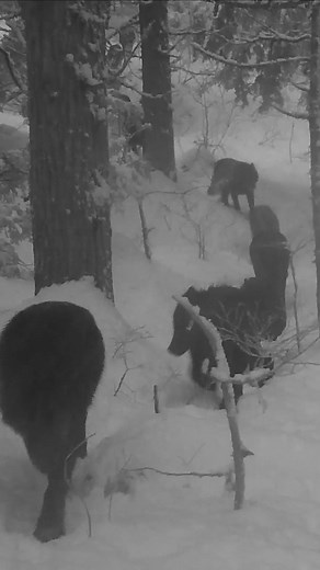 Andrew Hendry on TikTok