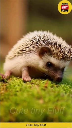 🦔✨ This Hedgehog Curled Up So Cutely… I Can’t Stop Watching 😍