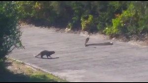 175K views · 2.8K reactions | Check out this amazing footage of a fearless mongoose taunting one of its favorite meals - a cape cobra! It's just another day when you play golf in South Africa! | Rumble | Facebook