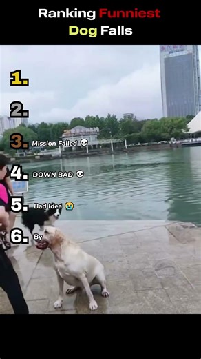 Ranking Funniest Dog Falls 😂🐶