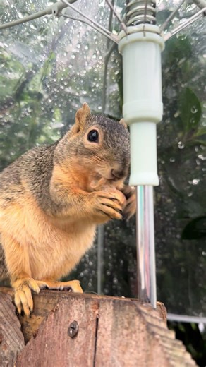 Squirrel Girl's Cozy Adventure in Rainy Weather
