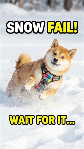 Every Dog Owner Knows This Snow Struggle #relatable #funnydogs #shorts