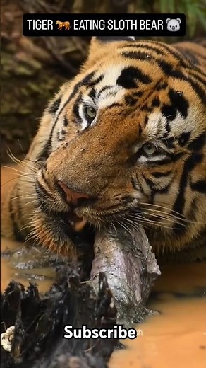 Tiger Eats Sloth Bear in the Wild 🐯🐻 | Rare Wildlife Moment #Tiger #SlothBear #Wildlife