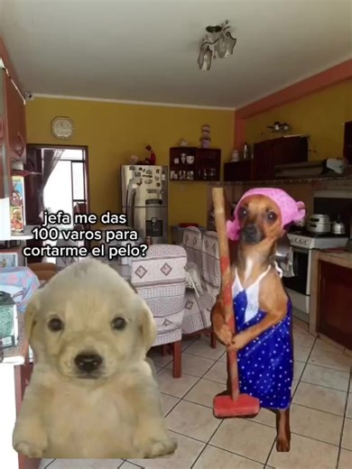 Cortes de Pelo y Videos de Perritos Divertidos