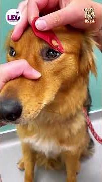 Tick Fever in Dogs | Symptoms, Causes & Treatment | Royal Animal Hospital