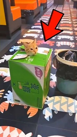 Why do cats love boxes? 🐱📦 The reason behind their feline obsession