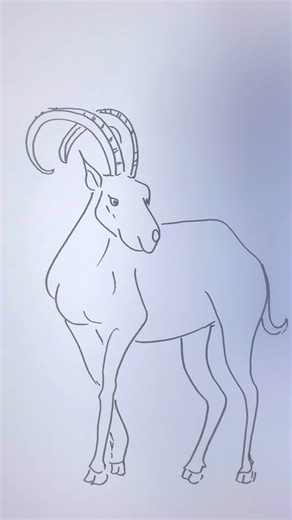 How to draw ibex #ibex #animalart #howtodraw #art #sketch