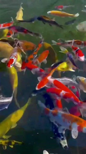 🌈 Most Colorful Fish in the World 🐠✨ | Beautiful Aquarium Fish #Shorts