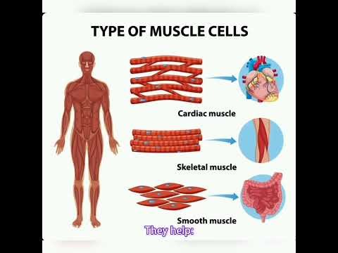 The Human Muscular System: Structure, Function & Movement Explained