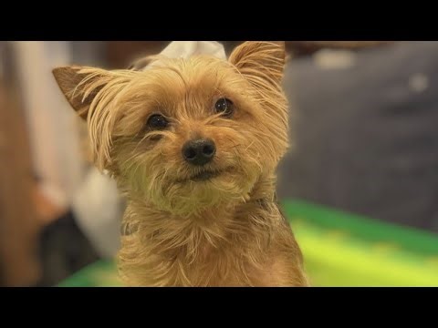 Michigan family searching for dog missing from Florida rest stop | Ask Anthony