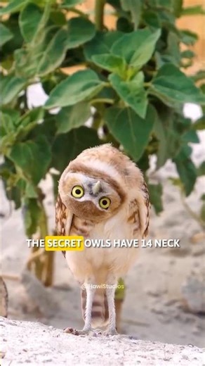 How Can an Owl Turn Its Head 270°?