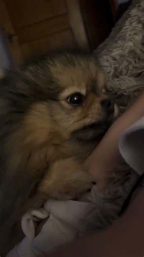 L’amour inconditionnel 🥰❤️🐶 #pomeranian #spitz #chien #animaux #amour #bisous #inconditionnel