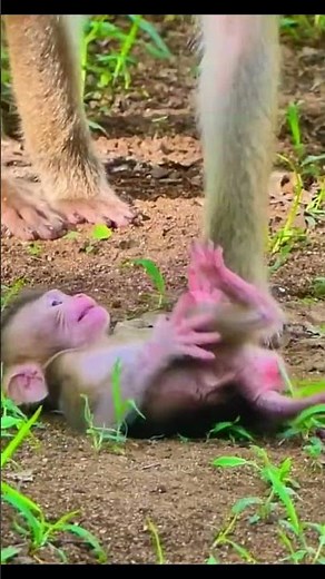 Life of Monkeys: The baby monkey kept demanding to be nursed, making its mother frustrated.