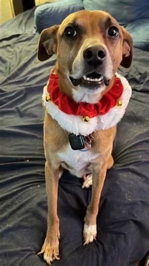 Russell's Talking Dog Rocky Likes What He Sees 🐕💖!! #RUSSELLSDOGROCKY🐶