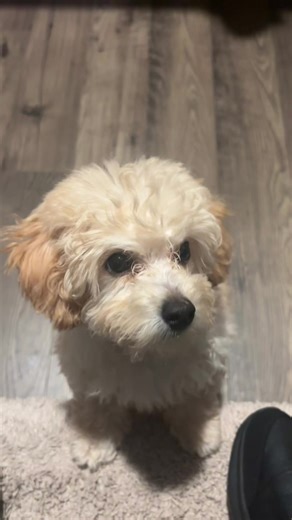 #toypoodle #poodle #fyp #foryou #foryoupage Pixie 🧚🏻