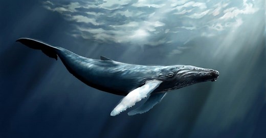 Humpback Whale