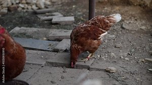 Brown hens in their pen Gallus gallus domesticus, from pecking to jumping and running. Captured in vibrant 4K, watch their natural movements and curious behaviors in detail