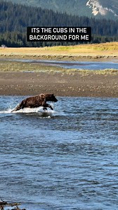 Watch how amazingly fast this momma bear bolts through waist deep water. Her cubs were anxiously watching from the sidelines as she frantically chased salmon. #bears #alaska #wildlife #brownbear #grizzly #fyp #foryou #nationalpark #exploremore #explorepage #natgeowild #naturelovers #naturephotography #alaskalife #fatbearweek #lakeclarknationalpark #bearcubs #cuteanimals #AnimalBehavior | Arthur Lefo Wildlife