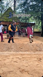 1.1K reactions · 116 shares | Another Quail Dance for you! The...