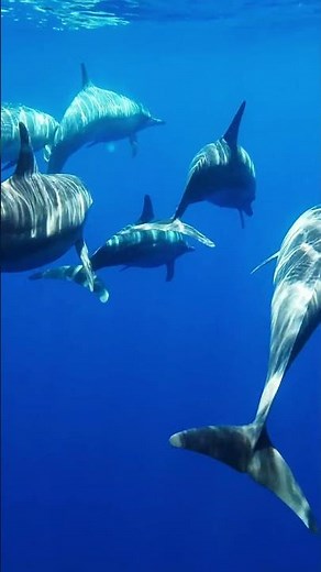 Beautiful Dolphins Swimming Gracefully in the Ocean 🐬💙