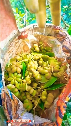 Star Anise Farming Secret! ll TOT FACTS