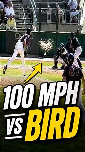 When Randy Johnson Hit a Bird Mid-Pitch 🐦💥 #mlb