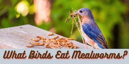 What Birds Eat Mealworms? (11  Popular Birds)