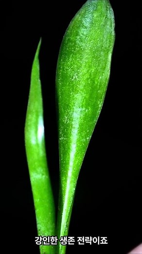 The quietly breathing plant, Sansevieria #flowerdescription #flowers #flowerday #plants