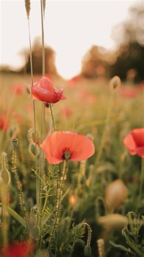 Bisexuality EXPOSED: The SHOCKING Truth About Who You Really Are!