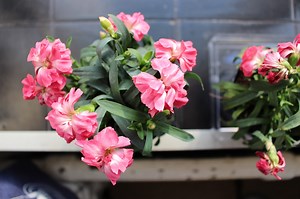 The Flower Experiment - Rebecca Cecilia Yip