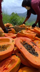 NATURAL SKIN CARE . #natural #naturalskincare #skincare #nature #bestskincareproducts #bestskincareinindia #bestskincareinkerala #naturalglow #naturalglowingskin #skin #naturalskin #tranding #trandingoil #trandingskincare #msnaturalproducts | MS Natural Products