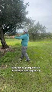 Cubierta vegetal en árboles 💪🏻