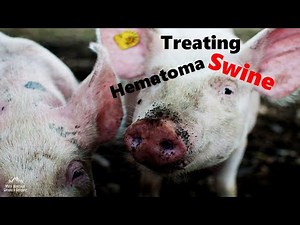 Hematoma In Swine Treatment