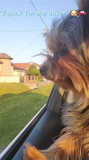 Why Blu Loves Car Rides: A Yorkie's Adventure