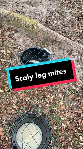 Treating Scaly Leg Mites in Chickens: Step-by-Step Guide