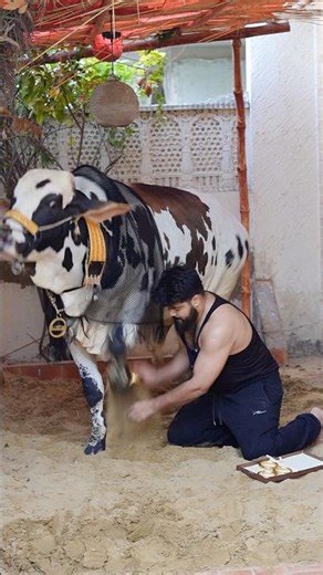 Kings treatment 🥰🤍 #syedfahad #cow