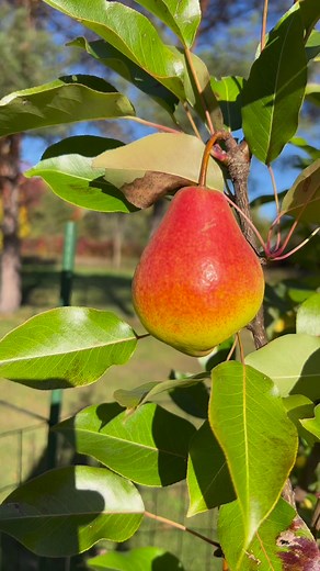 Pear hard cider #cider #perry #scrumpy #fermentation #homemadewine | Mead Weaver