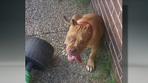 Family’s pit bull shot by police | CNN