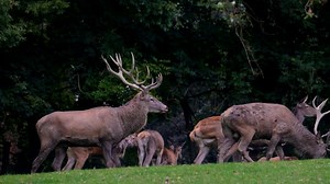 Deer, Group, Wild. Free Stock Video