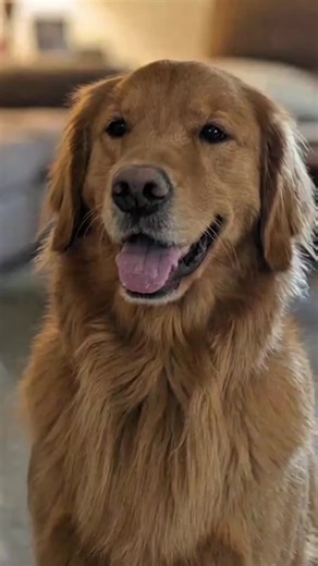 When your dog sees his reflection in the mirror #mirror #reflection #memes #dogs