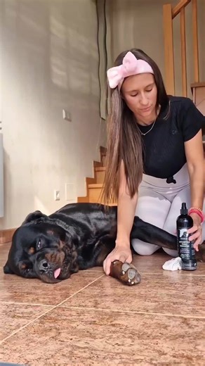 How to Clean Rottweiler Dog Paws and Pads 😍 Credits to @buddy_rottweiler25 | Rottweiler Life