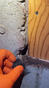 Steel wool may look simple, but it’s one of the most effective tools we use. When it comes to rodents, sealing entry points is everything. Mice and rats can squeeze through openings as small as a dime, and once they find a way in, they’ll keep using it. That’s why we use steel wool as part of our rodent prevention process. Here’s why it works: ✔️ Rodents can’t chew through it like foam or caulk alone ✔️ The coarse fibers irritate their gums, forcing them to back off ✔️ It blocks access without u