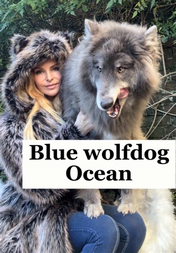 Meet Ocean: My Beautiful 30% Wolfdog Companion