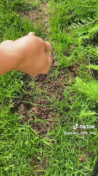 Repairing Bare Patches in Lawns: Quilting Technique Explained